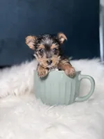 Prada 3-6lb, a female Yorkshire Terrier for sale in Homewood, IL – Photo 5 of 6