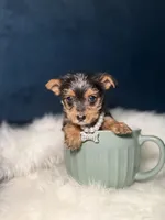 Prada 3-6lb, a female Yorkshire Terrier for sale in Homewood, IL – Photo 3 of 6