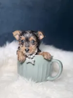 Prada 3-6lb, a female Yorkshire Terrier for sale in Homewood, IL – Photo 4 of 6