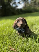Max (Longhaired) , a male Miniature Dachshund for sale in Oak Brook, IL – 4 of 4