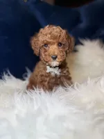 Rose , a female Poodle - Toy  for sale in Oak Brook, IL – 6 of 7