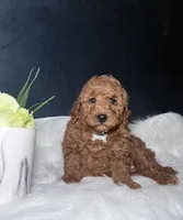 Ruby, a female Miniature Goldendoodle for sale in Homewood, IL – 1 of 4