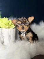 Millie , a female Yorkshire Terrier for sale in Skokie, IL – 5 of 10