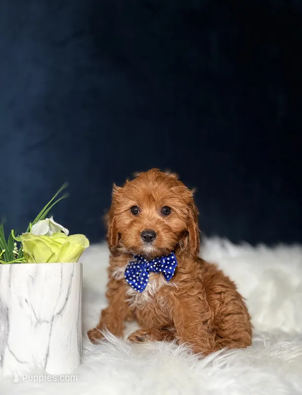 Milo – Cavapoo puppy for sale in Homewood, IL