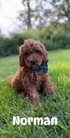 Norman , a male Miniature Goldendoodle for sale in Oak Brook, IL – 1 of 1