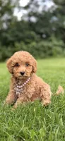 Honey , a female Miniature Goldendoodle for sale in Oak Brook, IL – 3 of 3