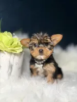 Millie , a female Yorkshire Terrier for sale in Skokie, IL – 9 of 10
