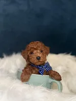 Pluto , a male Poodle - Toy  for sale in Olympia Fields, IL – Photo 1 of 4