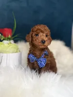 Pluto , a male Poodle - Toy  for sale in Olympia Fields, IL – Photo 2 of 4