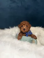 Pluto , a male Poodle - Toy  for sale in Olympia Fields, IL – Photo 3 of 4