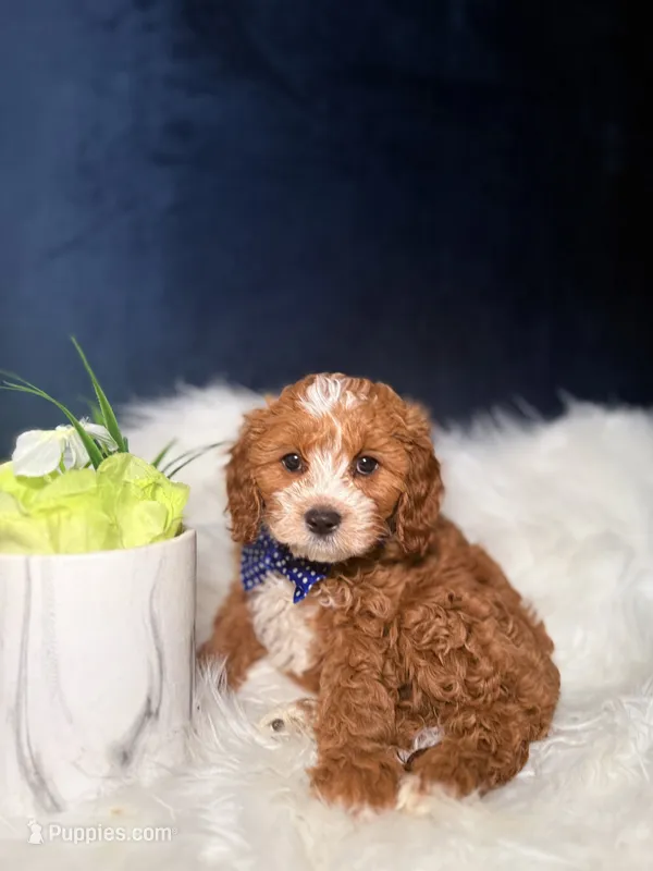 Chase  – Cavapoo puppy for sale in Homewood, IL