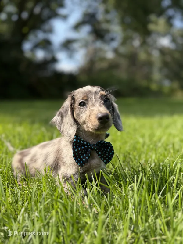 Loki (Longhaired) – Miniature Dachshund puppy for sale in Oak Brook, IL