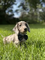 Loki (Longhaired), a male Miniature Dachshund for sale in Oak Brook, IL – 3 of 4