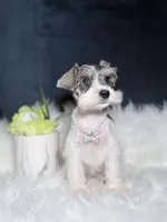 Pearl, a female Miniature Schnauzer for sale in Skokie, IL – 5 of 6