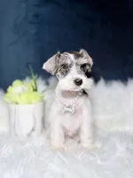 Pearl, a female Miniature Schnauzer for sale in Skokie, IL – 3 of 6