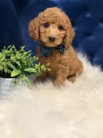 Milo, a male Miniature Goldendoodle for sale in Oak Brook, IL – 6 of 8