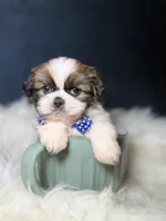 Charlie , a male Shih Tzu for sale in Homewood, IL – Photo 2 of 3