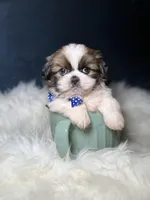 Charlie , a male Shih Tzu for sale in Homewood, IL – Photo 3 of 3