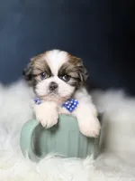 Charlie , a male Shih Tzu for sale in Homewood, IL – Photo 1 of 3