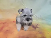 AKC Toy Buddy, a male Miniature Schnauzer for sale in Live Oak, FL – 5 of 7