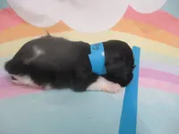 AKC Tcup Mandy, a female Miniature Schnauzer for sale in Live Oak, FL – 7 of 7