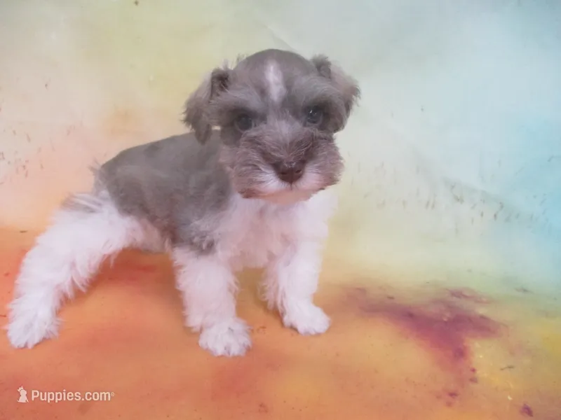 AKC T cup Sara – Miniature Schnauzer puppy for sale in Live Oak, FL