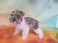AKC T cup Sara, a female Miniature Schnauzer for sale in Live Oak, FL – 2 of 8