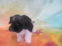 AKC Tcup Mandy, a female Miniature Schnauzer for sale in Live Oak, FL – 6 of 9