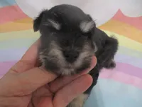 AKC Toy/T Cup Rylee, a female Miniature Schnauzer for sale in Live Oak, FL – 3 of 7