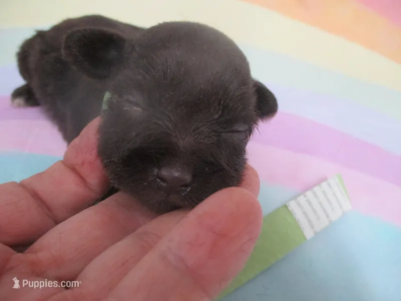 AKC Tcup Latch – Miniature Schnauzer puppy for sale in Live Oak, FL