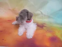 AKC T cup Sara, a female Miniature Schnauzer for sale in Live Oak, FL – 8 of 8