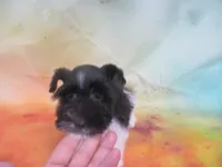 AKC Tcup Mandy, a female Miniature Schnauzer for sale in Live Oak, FL – 8 of 9