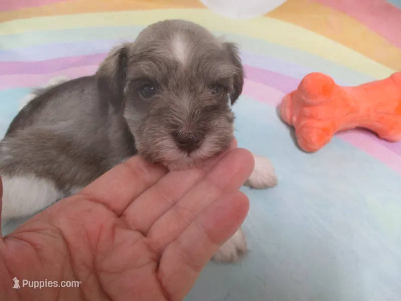 AKC T cup Sara – Miniature Schnauzer puppy for sale in Live Oak, FL