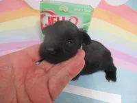 AKC Tcup Chewy, a male Miniature Schnauzer for sale in Live Oak, FL – 4 of 8