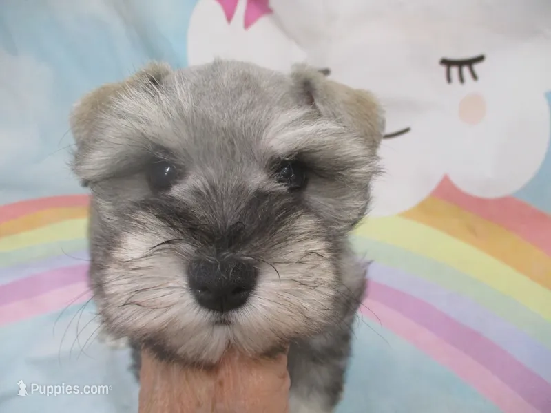 AKC Toy Platinum Beth – Miniature Schnauzer puppy for sale in Live Oak, FL