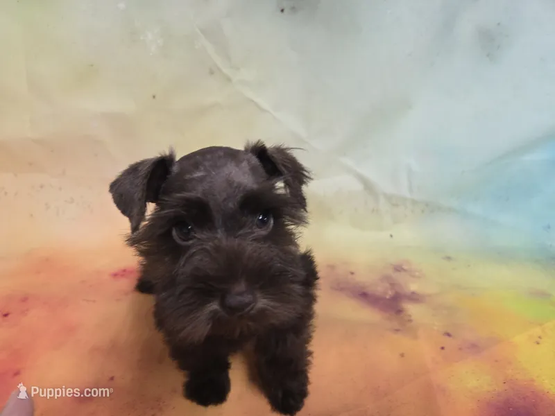 AKC TOY BRISTOL – Miniature Schnauzer puppy for sale in Live Oak, FL