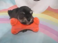 AKC Toy/T Cup Rylee, a female Miniature Schnauzer for sale in Live Oak, FL – 2 of 7