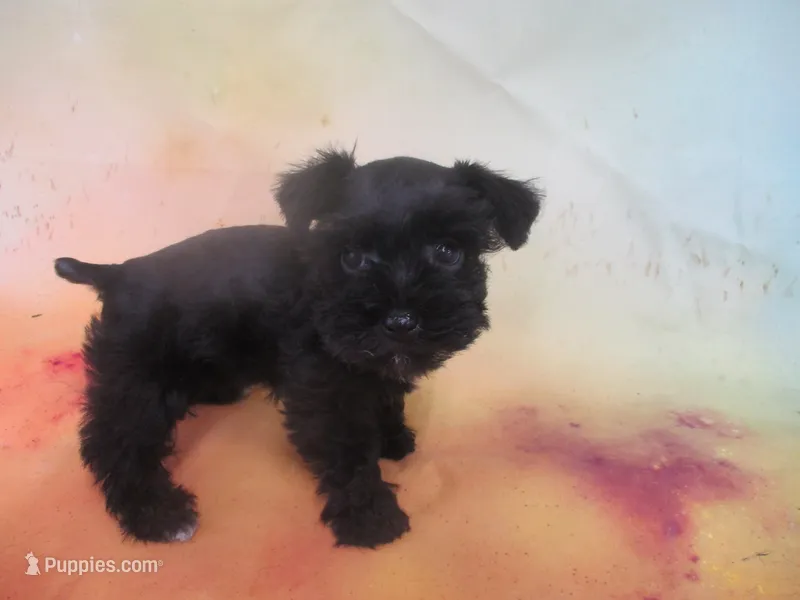 AKC Tcup Hannah – Miniature Schnauzer puppy for sale in Live Oak, FL