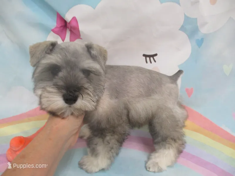AKC Toy Platinum Beth – Miniature Schnauzer puppy for sale in Live Oak, FL
