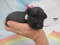 AKC Tcup Chewy, a male Miniature Schnauzer for sale in Live Oak, FL – 1 of 8