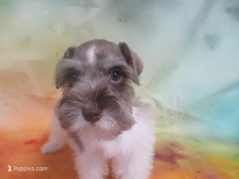 AKC T cup Sara – Miniature Schnauzer puppy for sale in Live Oak, FL