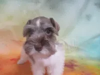 AKC T cup Sara, a female Miniature Schnauzer for sale in Live Oak, FL – 1 of 8