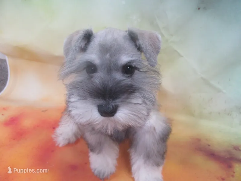 AKC Toy Platinum Beth – Miniature Schnauzer puppy for sale in Live Oak, FL