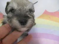 AKC Toy Brisk, a male Miniature Schnauzer for sale in Live Oak, FL – 4 of 10