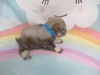 AKC Toy Brisk, a male Miniature Schnauzer for sale in Live Oak, FL – 9 of 10