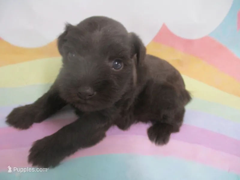 AKC Toy BON BON – Miniature Schnauzer puppy for sale in Live Oak, FL