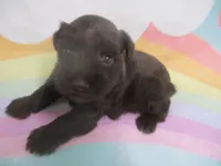 AKC Toy BON BON, a female Miniature Schnauzer for sale in Live Oak, FL – 1 of 7