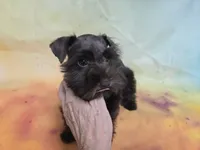 AKC TOY BRISTOL, a female Miniature Schnauzer for sale in Live Oak, FL – 3 of 10