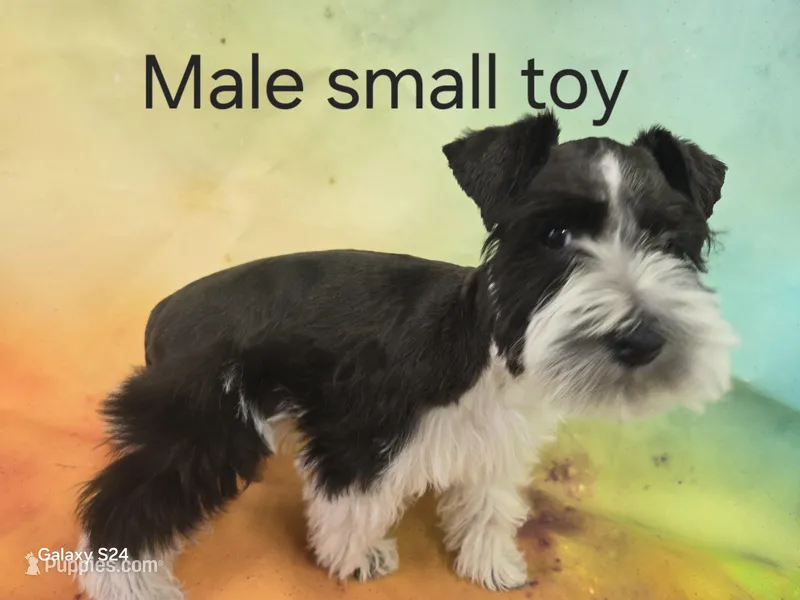 AKC Cash small Toy