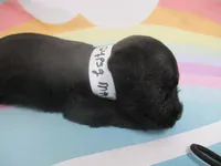 AKC Tcup Chewy, a male Miniature Schnauzer for sale in Live Oak, FL – 5 of 8